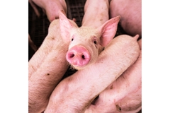 Image Group of pigs on farm.